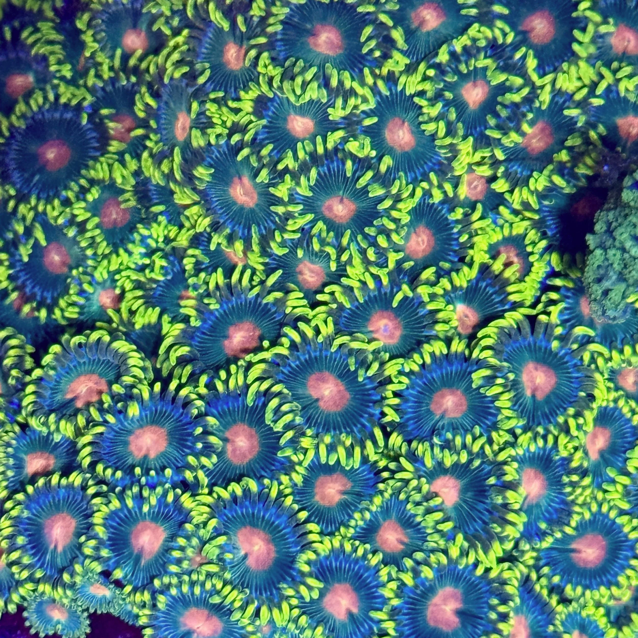 Close-up Reverse Blue Eyed Blondie Zoanthid showing lime-green eyelashes