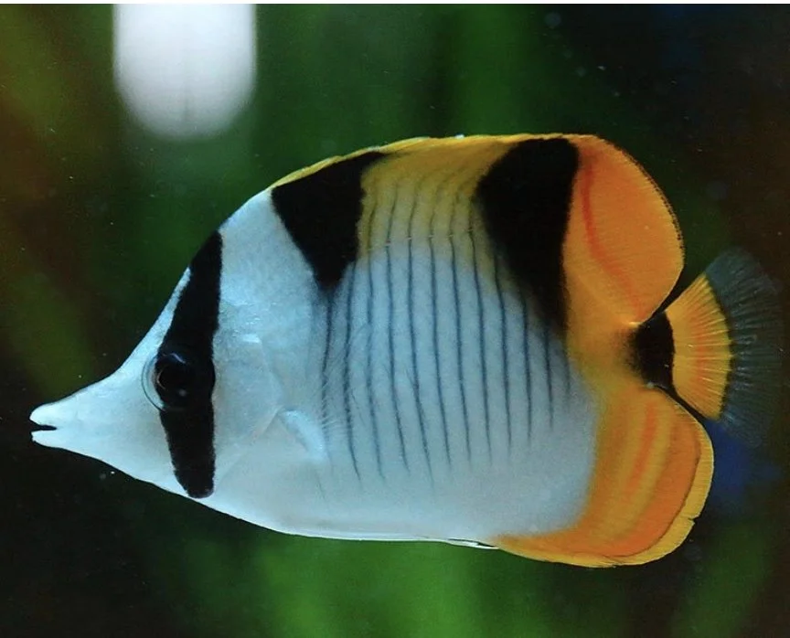 Image 7-31-24 at 5.17 PM.jpeg