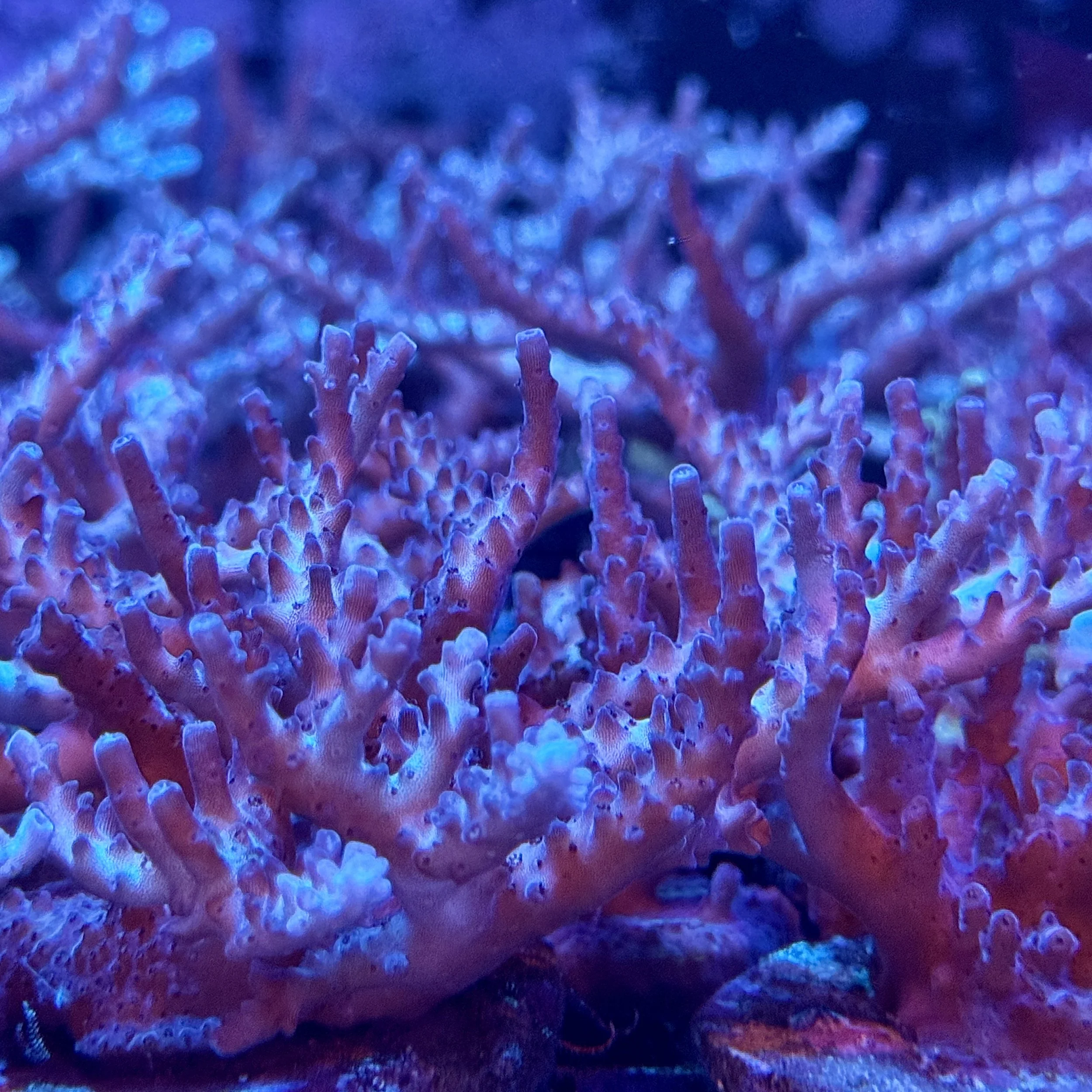 Crayola Plana Acropora SPS coral showing brittle tabletop structure with thin open branches