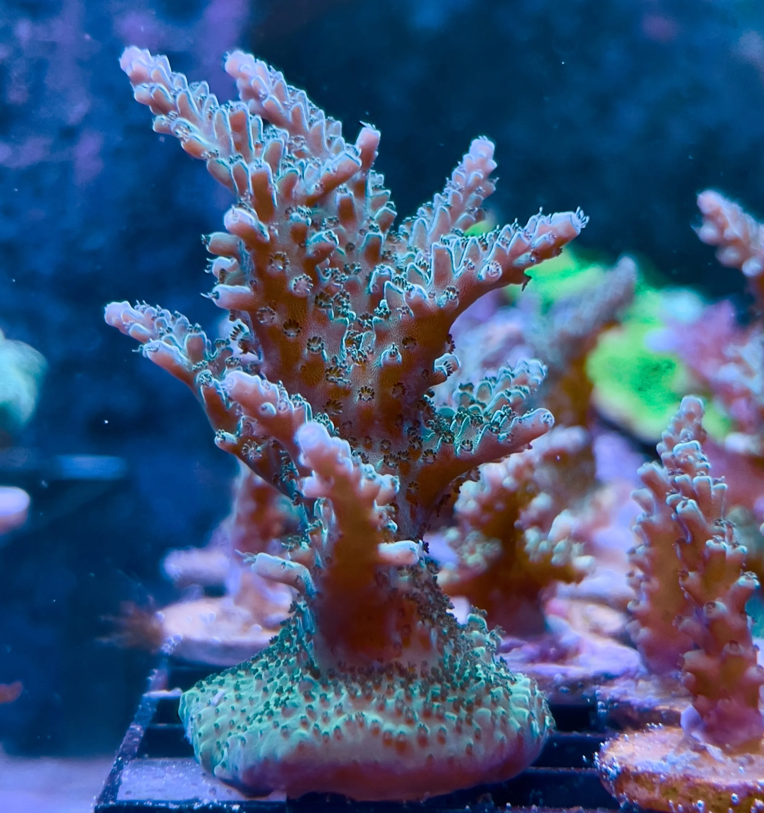 Forest Green Acropora Coral