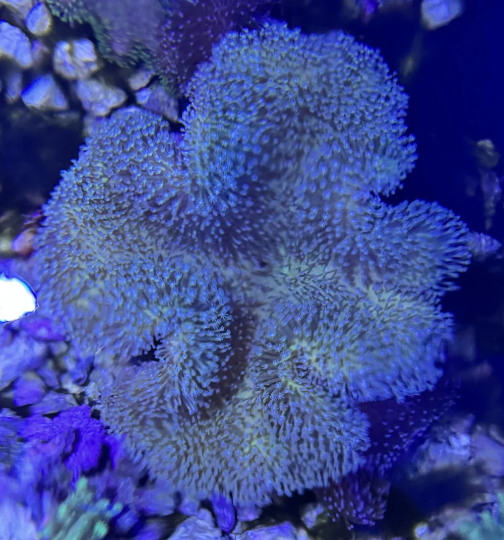 coralSLover | FREE Coral for All Orders. Buy 3 get 1 FREE Coral