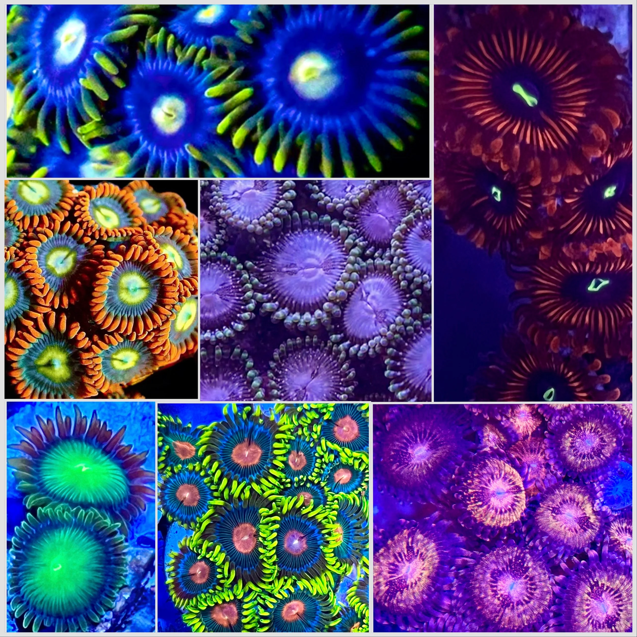 Zoanthid Variety Pack – 7 Aquacultured Corals | Included High End & Large Heads Zoanthids