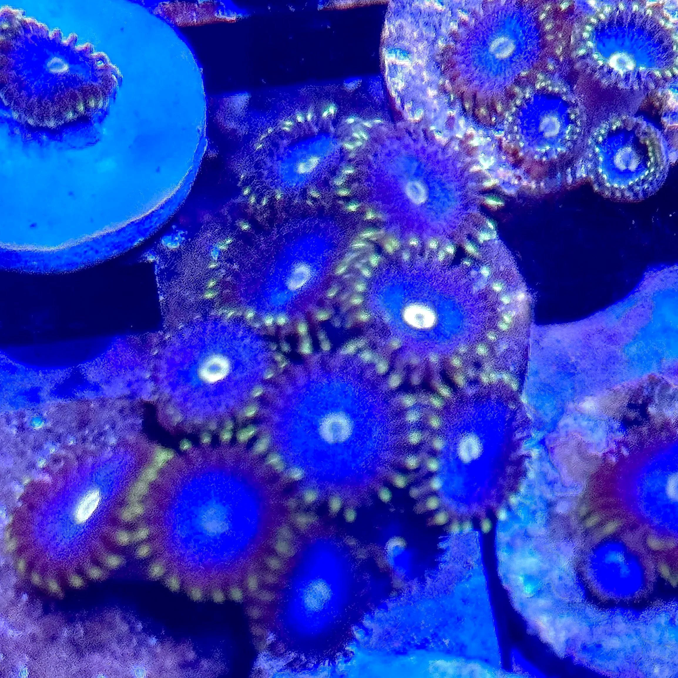 Blue Hornet Zoanthids showing baby blue centers with bright green-yellow rings