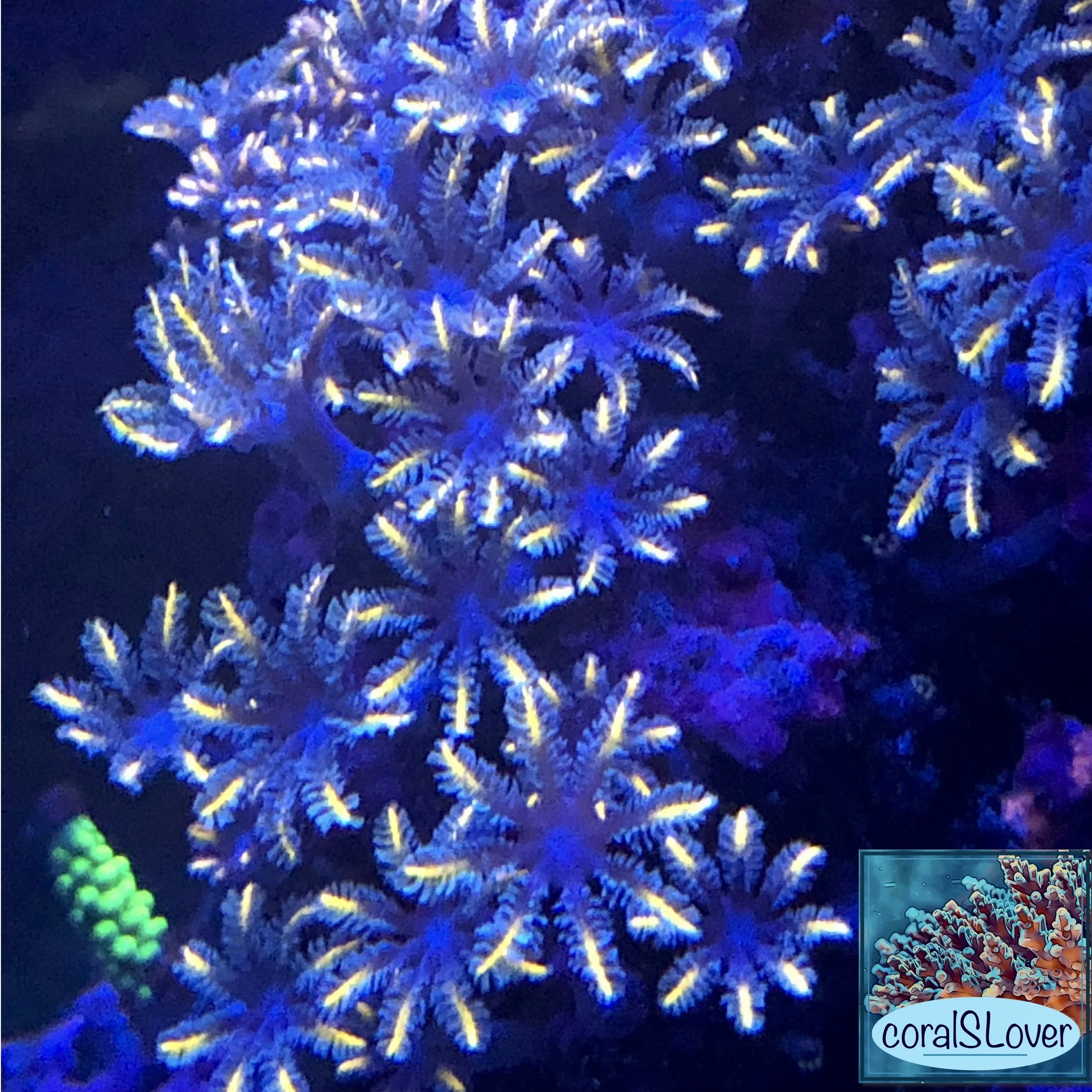 Aquacultured Orange Line Clove Polyps grown by coralSLover®