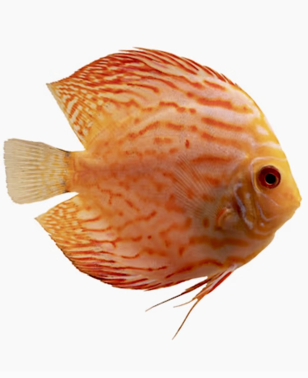 Image 12-10-24 at 8.58 AM.jpeg