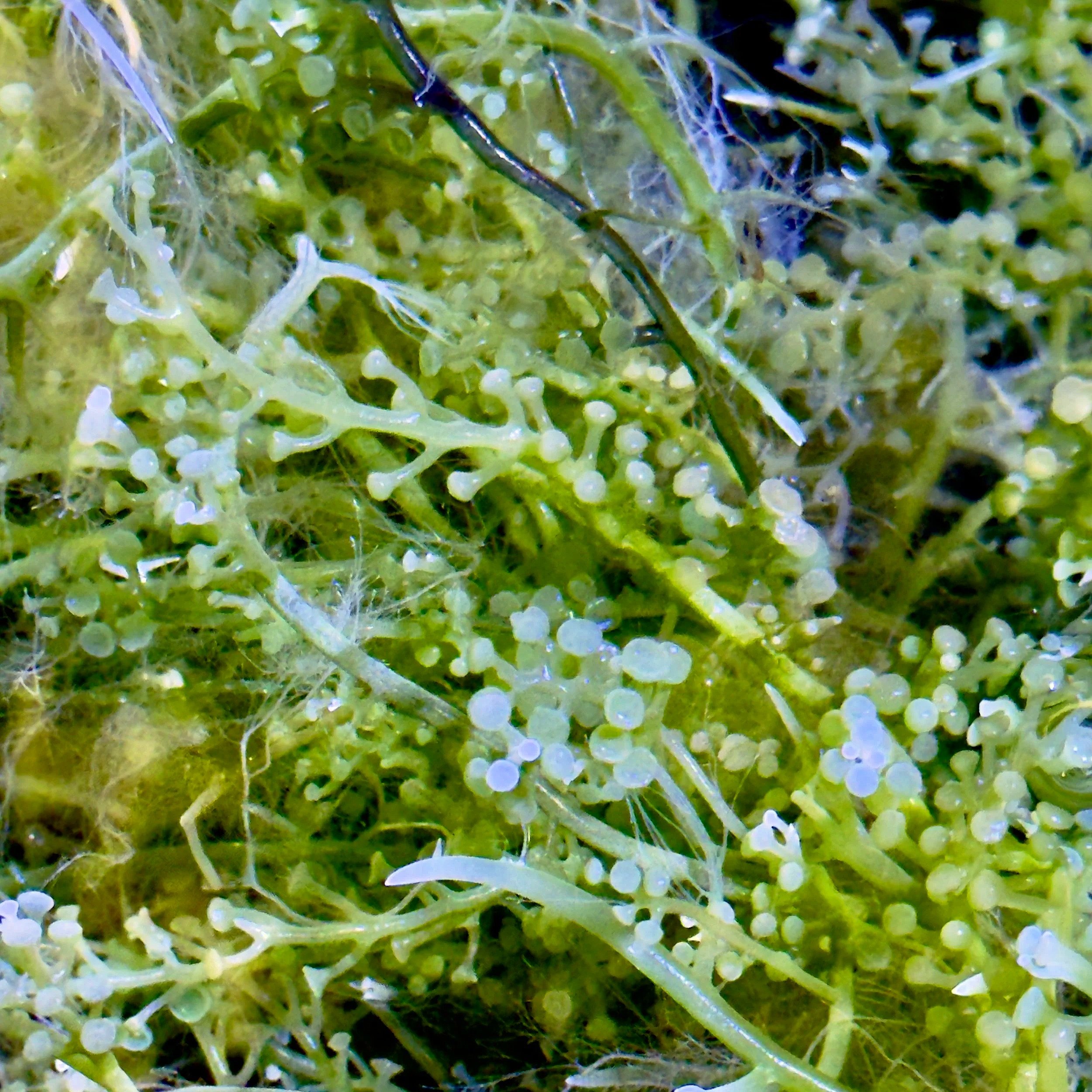 green bulb caulerpa macroalgae with grape like structure in reef aquarium