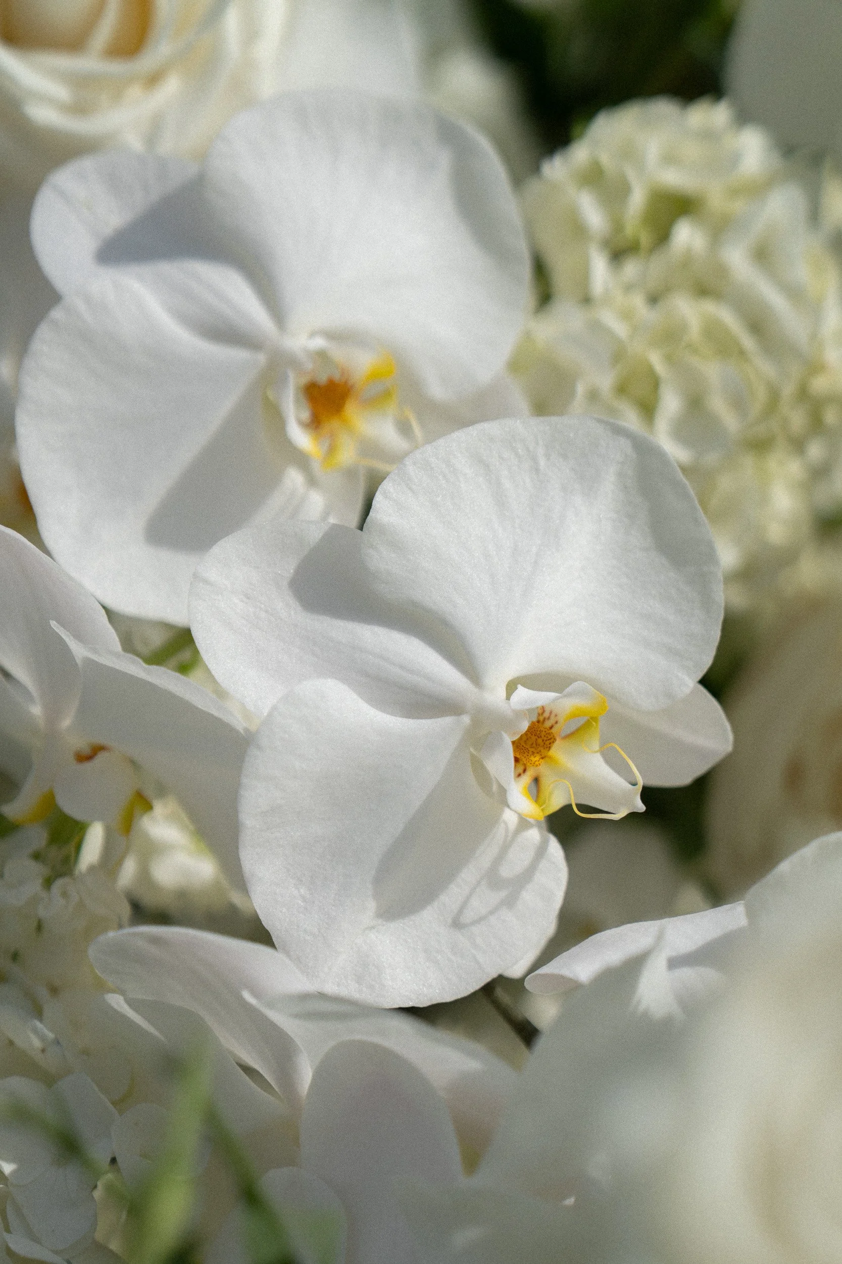 Close-up of white orchid flowers with delicate petals and yellow-orange centers.