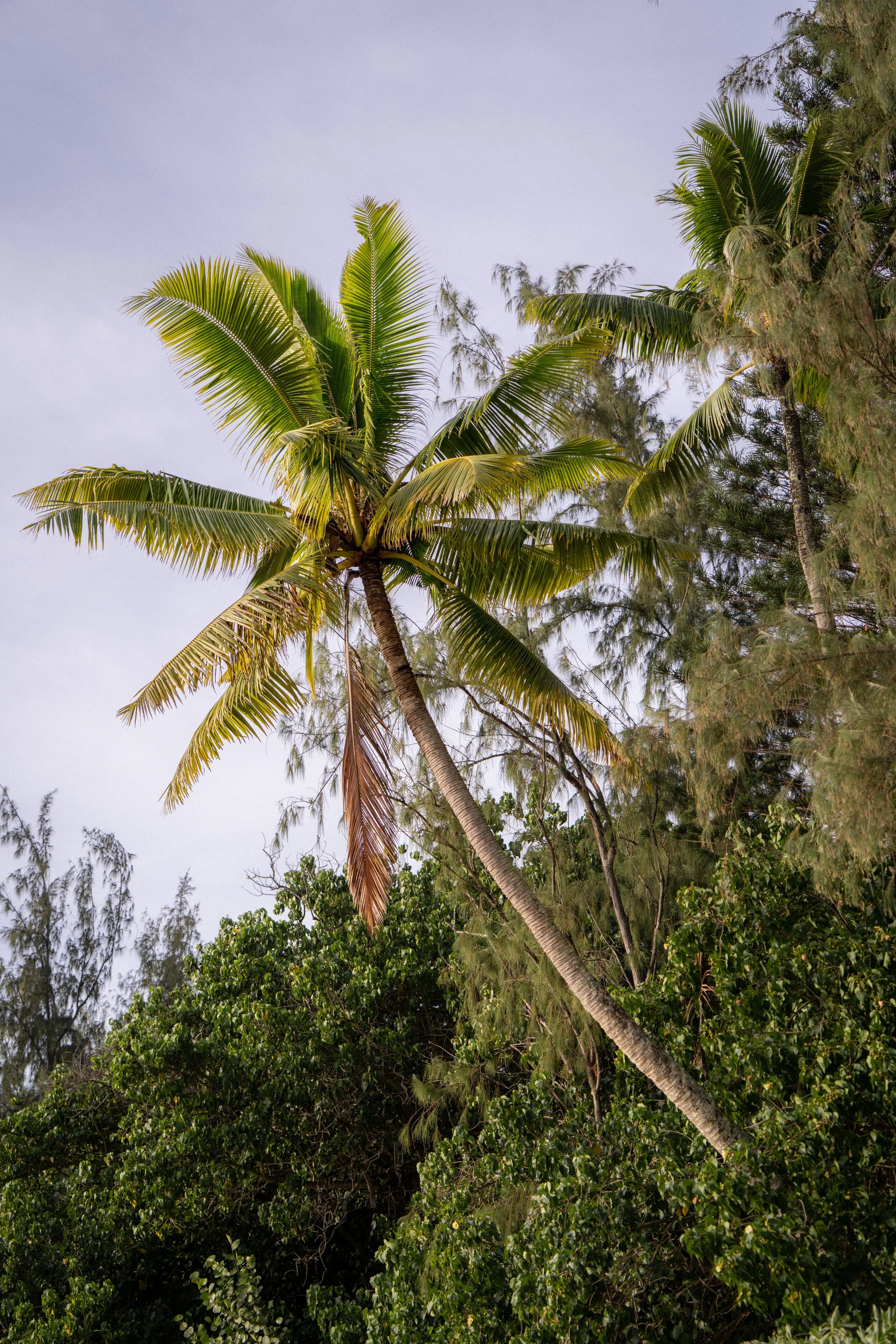 Tall palm tree with green fronds and a slightly bent trunk amidst lush green foliage under a cloudy sky.