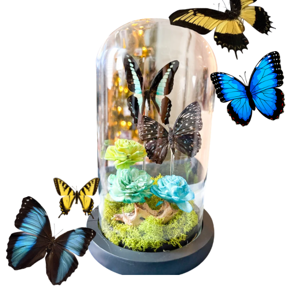 BUTTERFLY DISPLAY