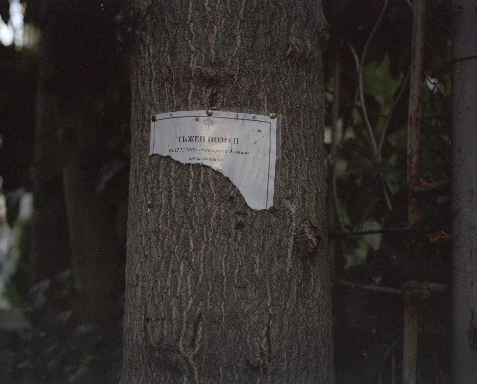 A tree trunk with a torn, weathered obituary notice attached with thumbtacks.