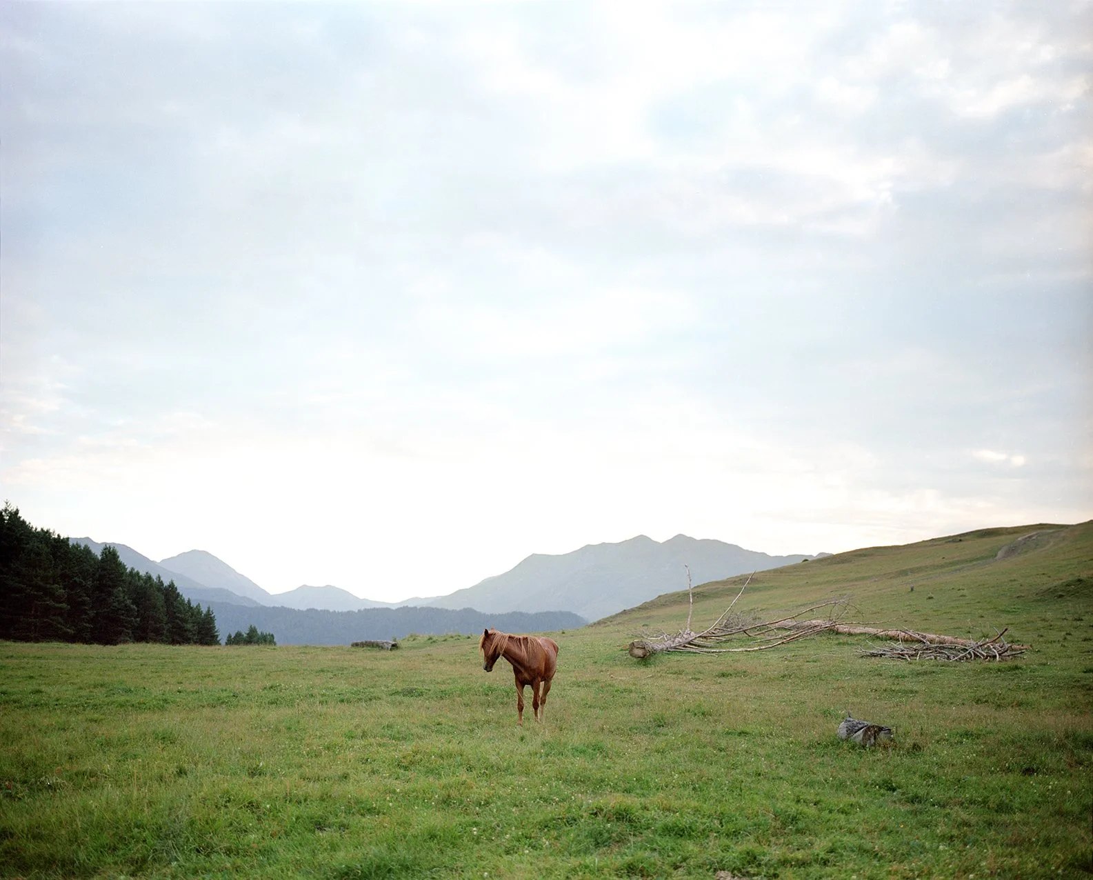 A lone brown horse in a green field with rolling hills, mountains in the background, and a fallen tree on the right side.