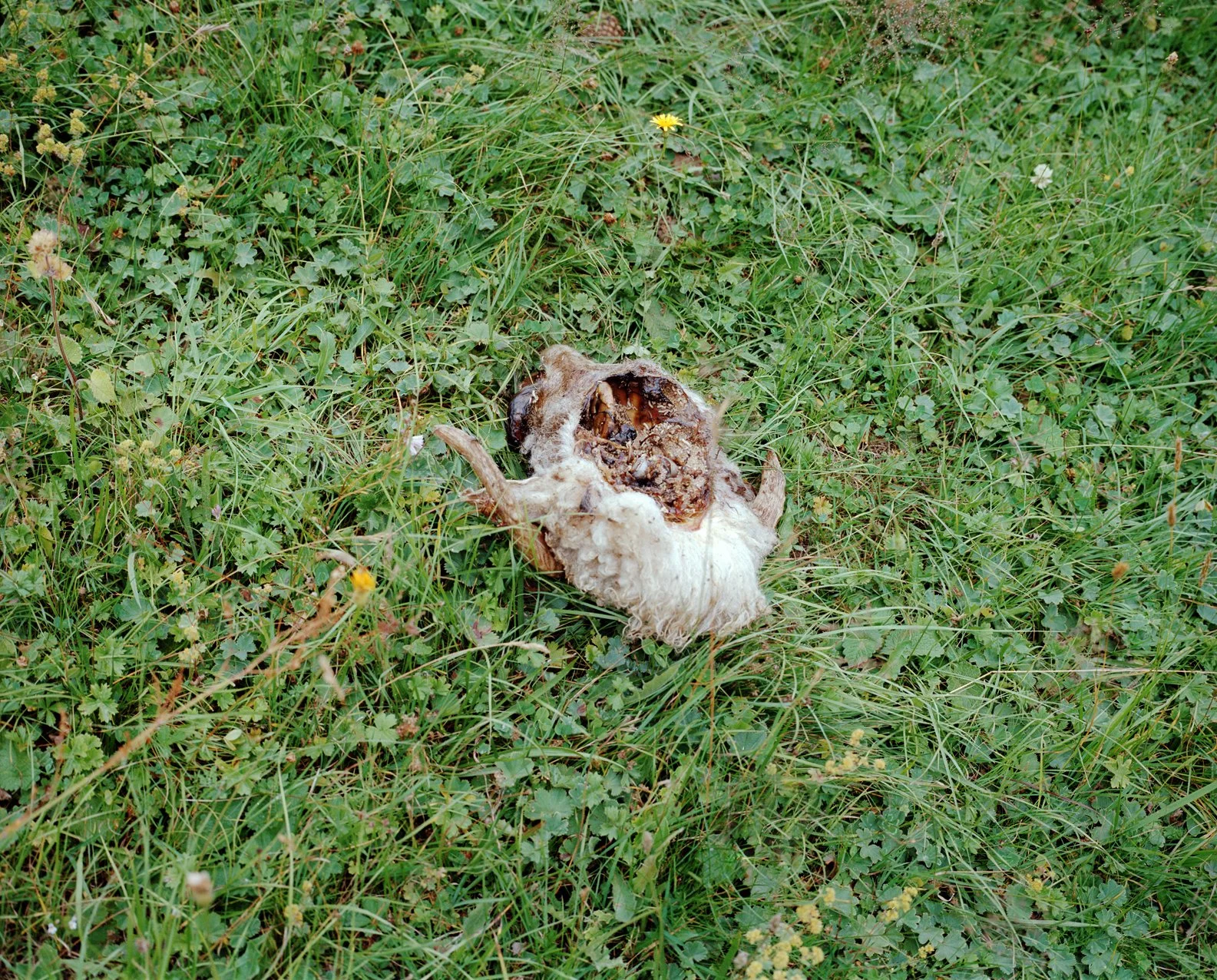 Decomposed animal skull and bones lying on green grass and small plants.