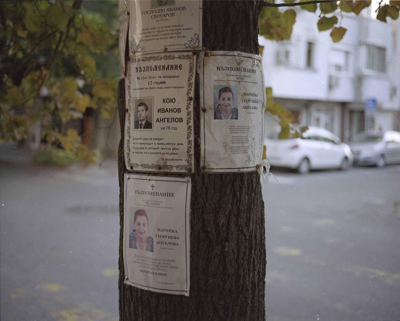 Memorial notices for deceased individuals posted on a tree. Each notice includes a photo and text in Bulgarian honoring their memory.
