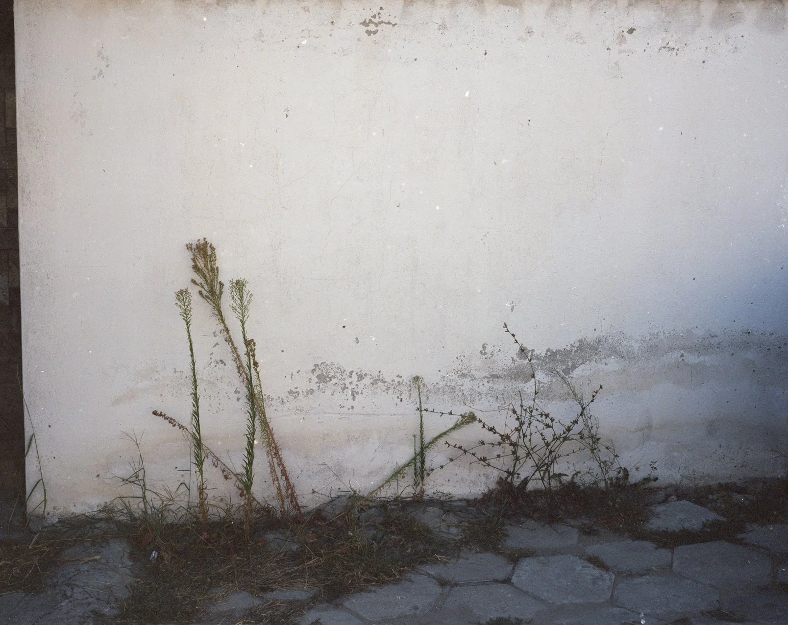 Dried plants growing at the base of a weathered white wall with faded paint and cracks, on a cracked concrete sidewalk.