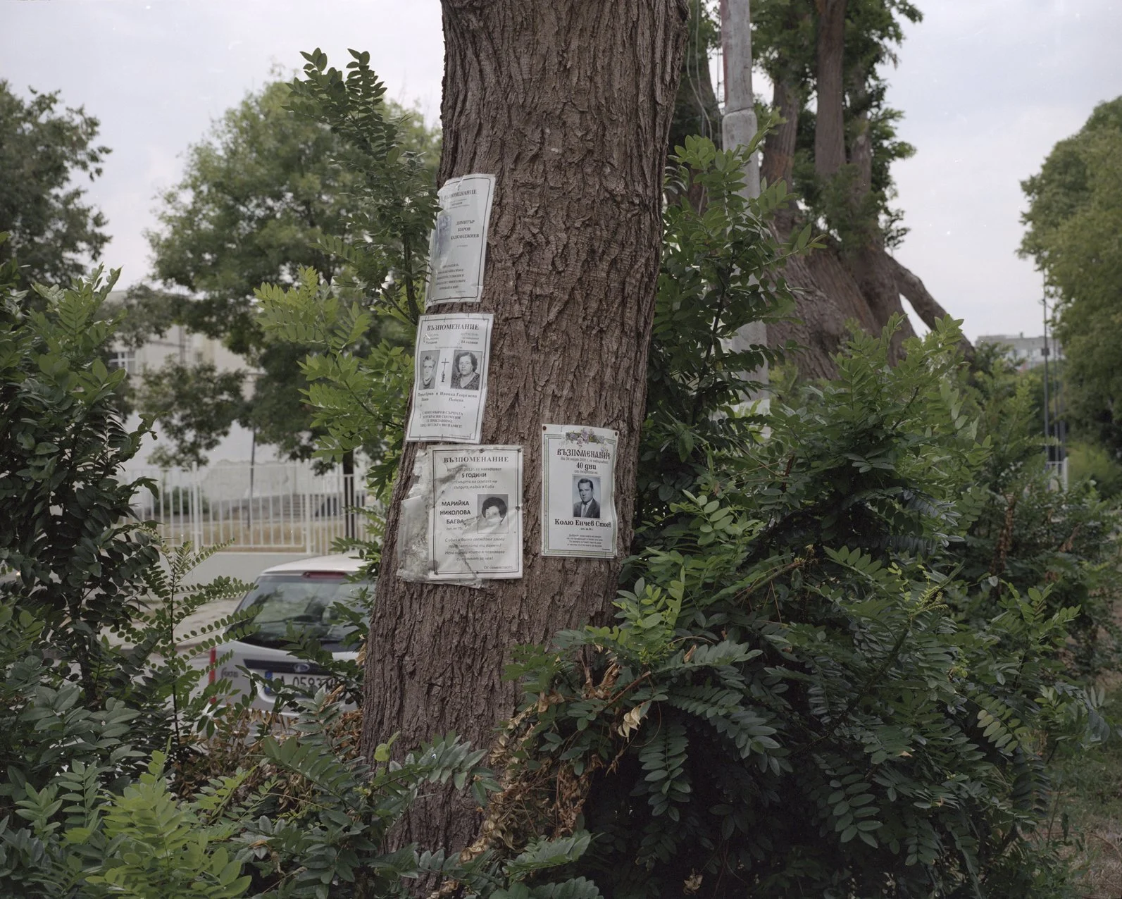 Several funeral notices taped to a tree with green leaves, with a sidewalk, parked white car, and trees in the background.