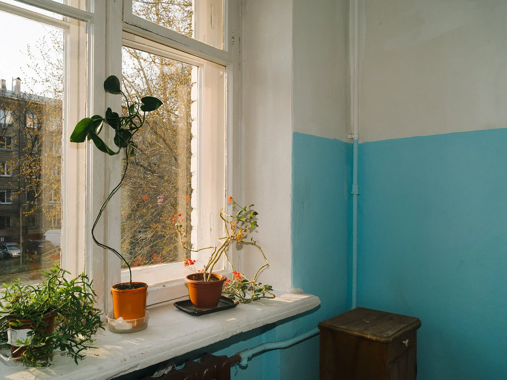 A windowsill with three potted plants, with a view of trees and buildings outside through the window. The wall next to the window is painted half-white and half light blue. There is a small dark wooden drawer or cabinet under the windowsill.