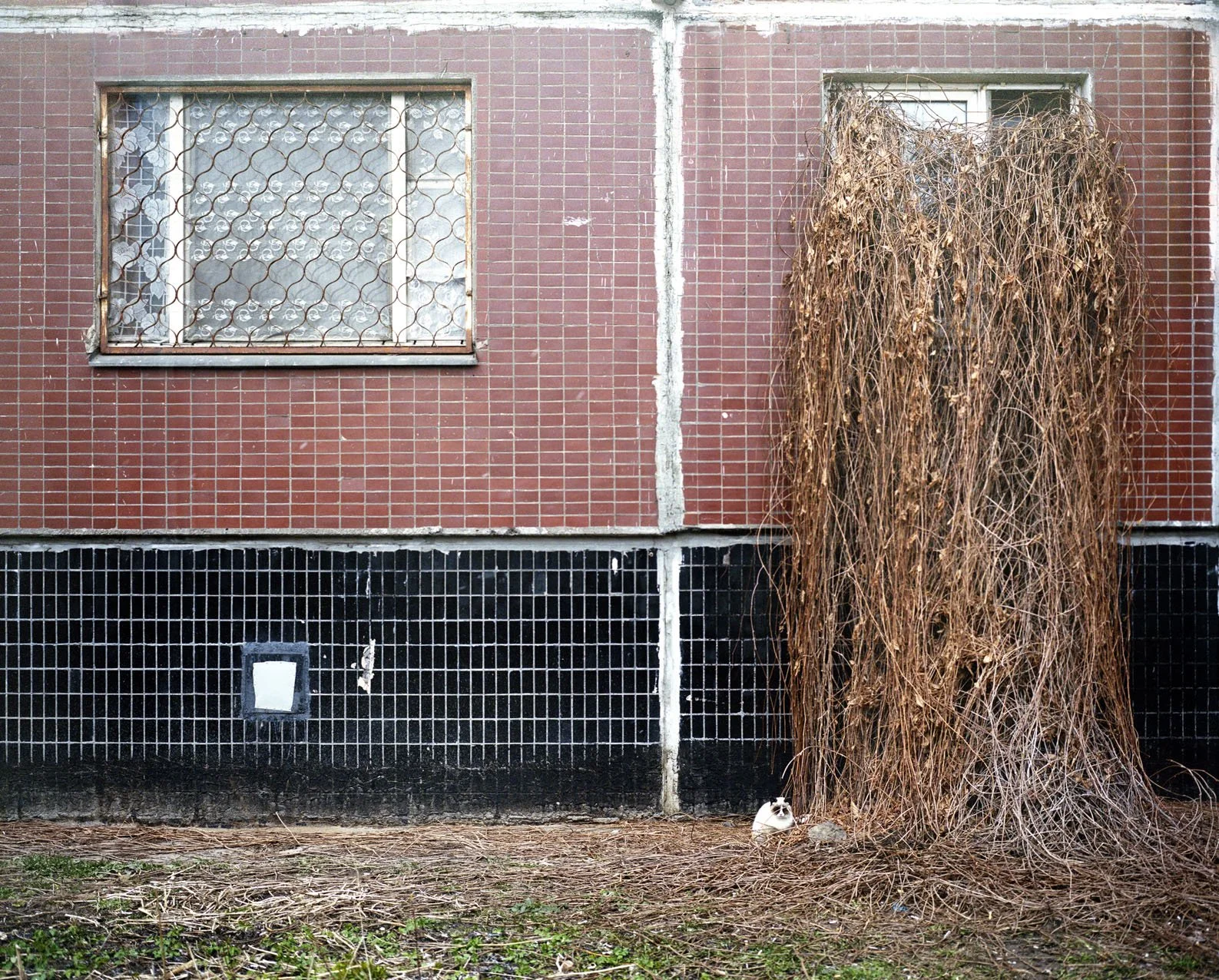 An exterior view of a brick building with two windows, one with metal bars and the other partially covered by dried vines. A small cat is sitting on the ground next to the vines.