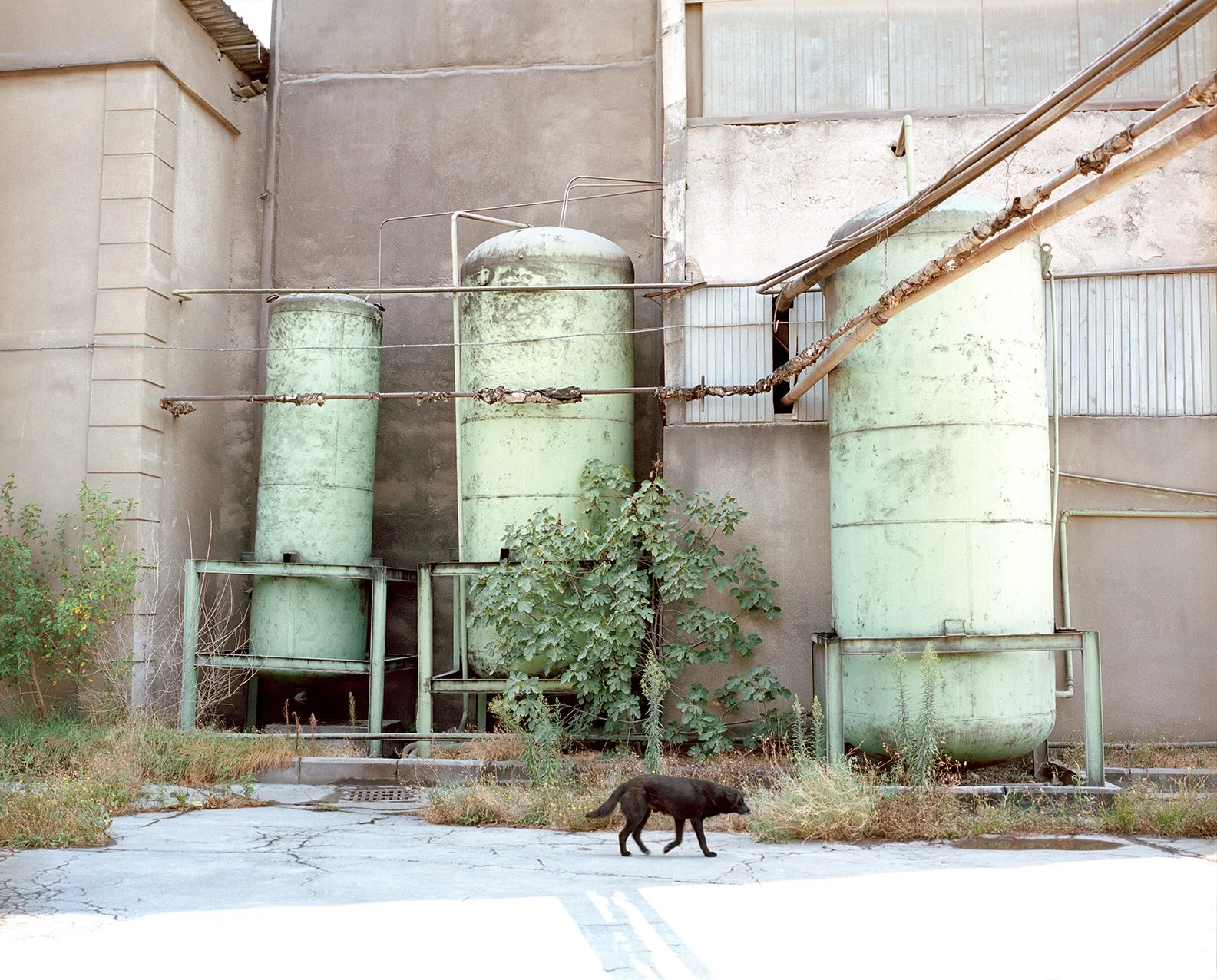 Industrial area with three large green tanks and pipes, some greenery and a black cat walking on cracked pavement in the foreground.