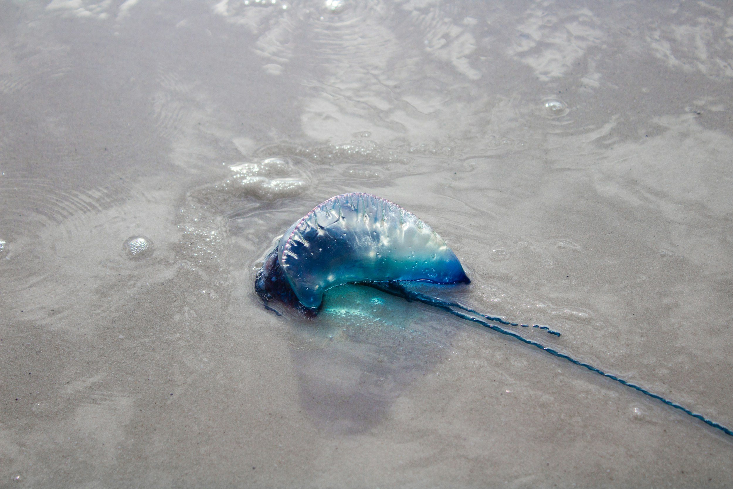 What To Do if You’re Bitten by a Portuguese Man O’War or Stung by a Weever