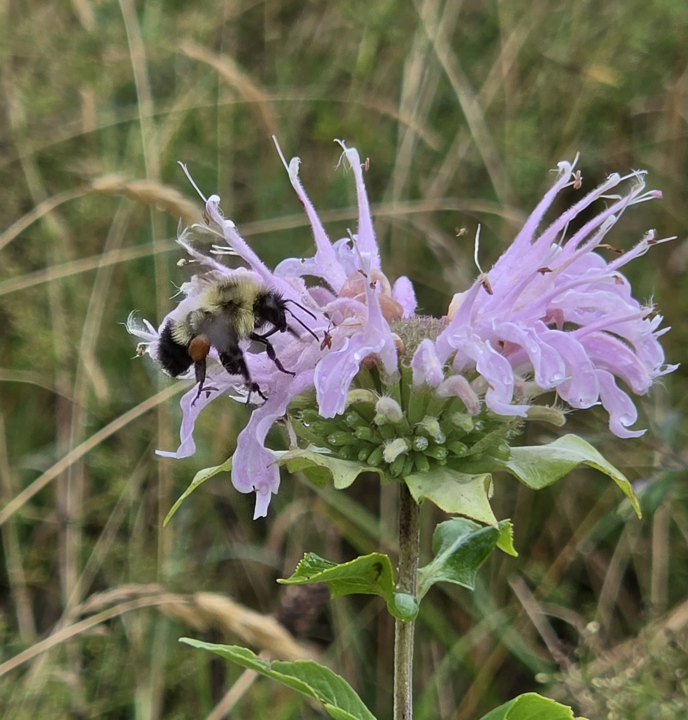 bee.jpg