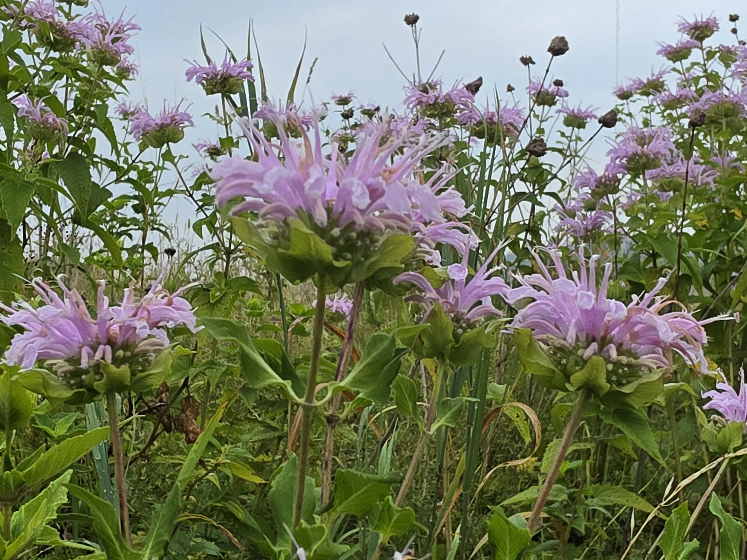 bee balm.jpg