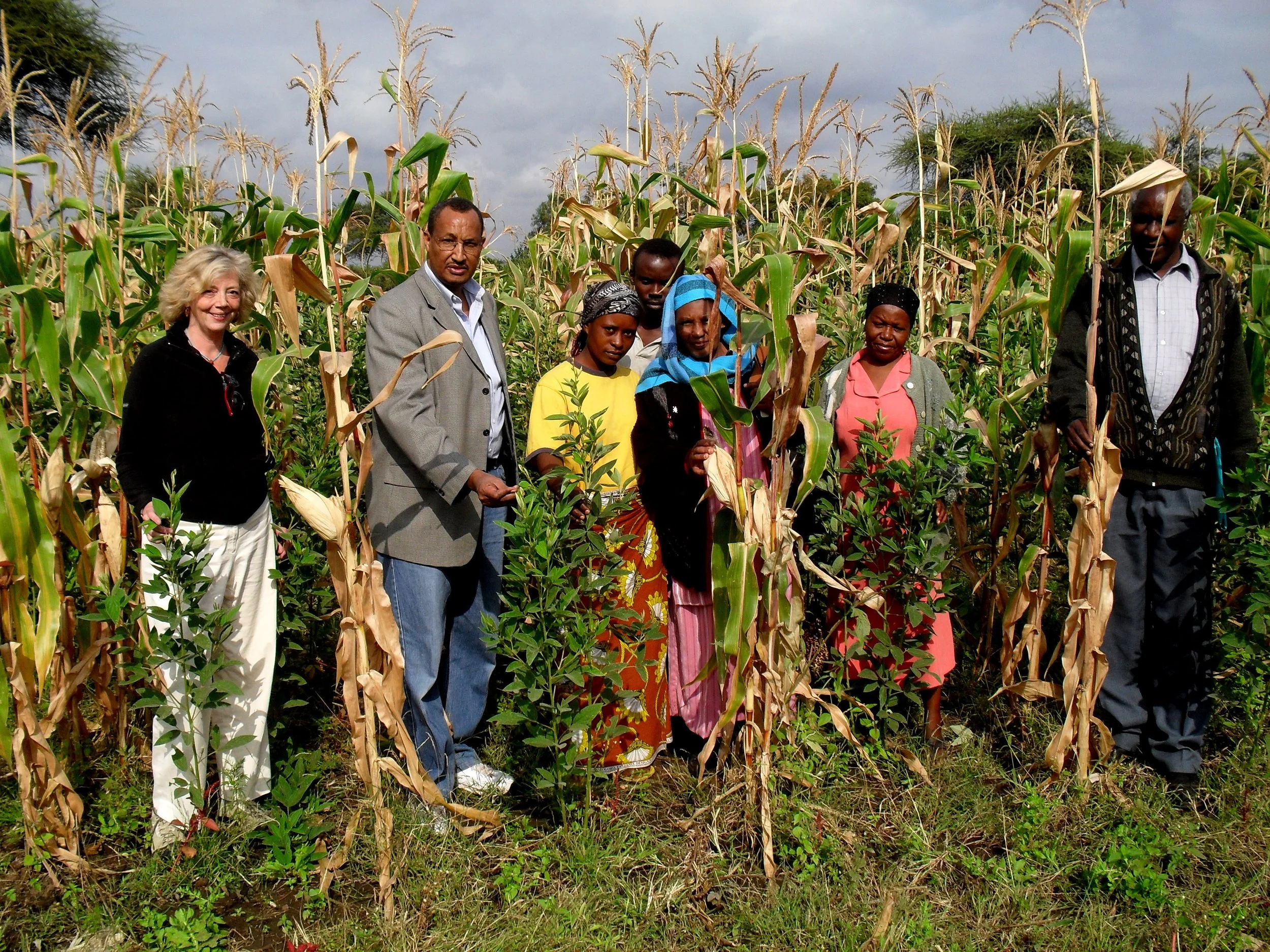 A group of seven people standing in a cornfield, with the stalks of corn and some small green plants in the foreground and behind them. The sky is partly cloudy.