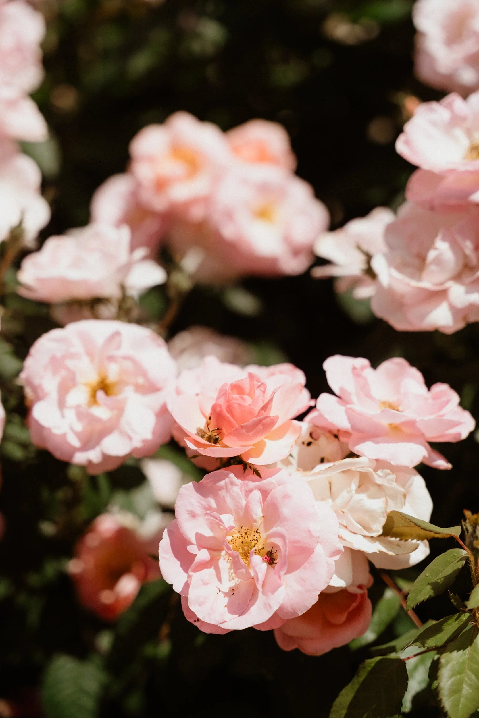 Close-up of pink and white roses on a bush with bees pollinating the flowers.