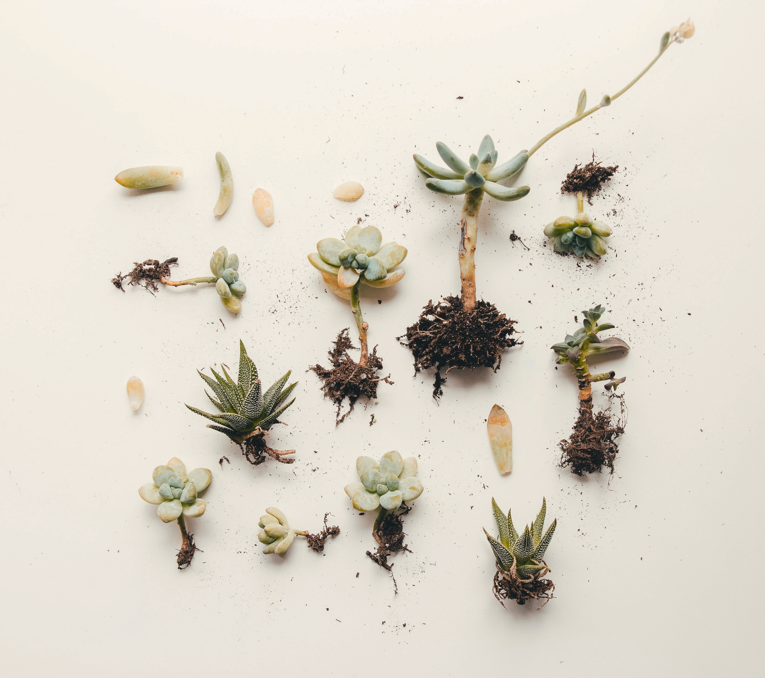 succulent plants with visible roots representing growth and healing in trauma-informed therapy in Nashville, TN.