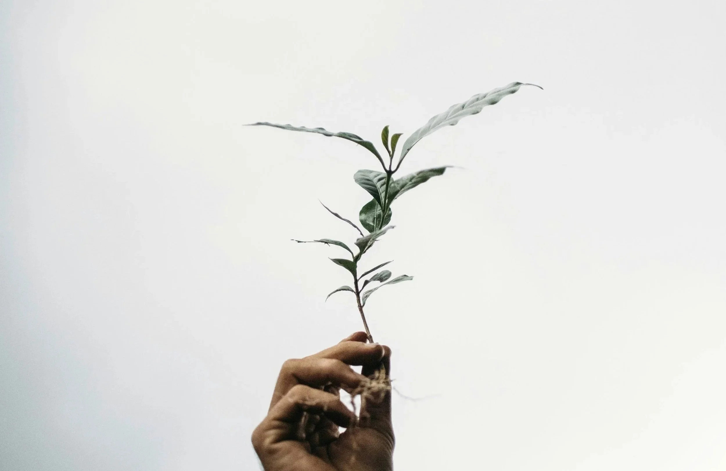 hand holding a small plant with roots symbolizing healing, growth, and connection in therapy.