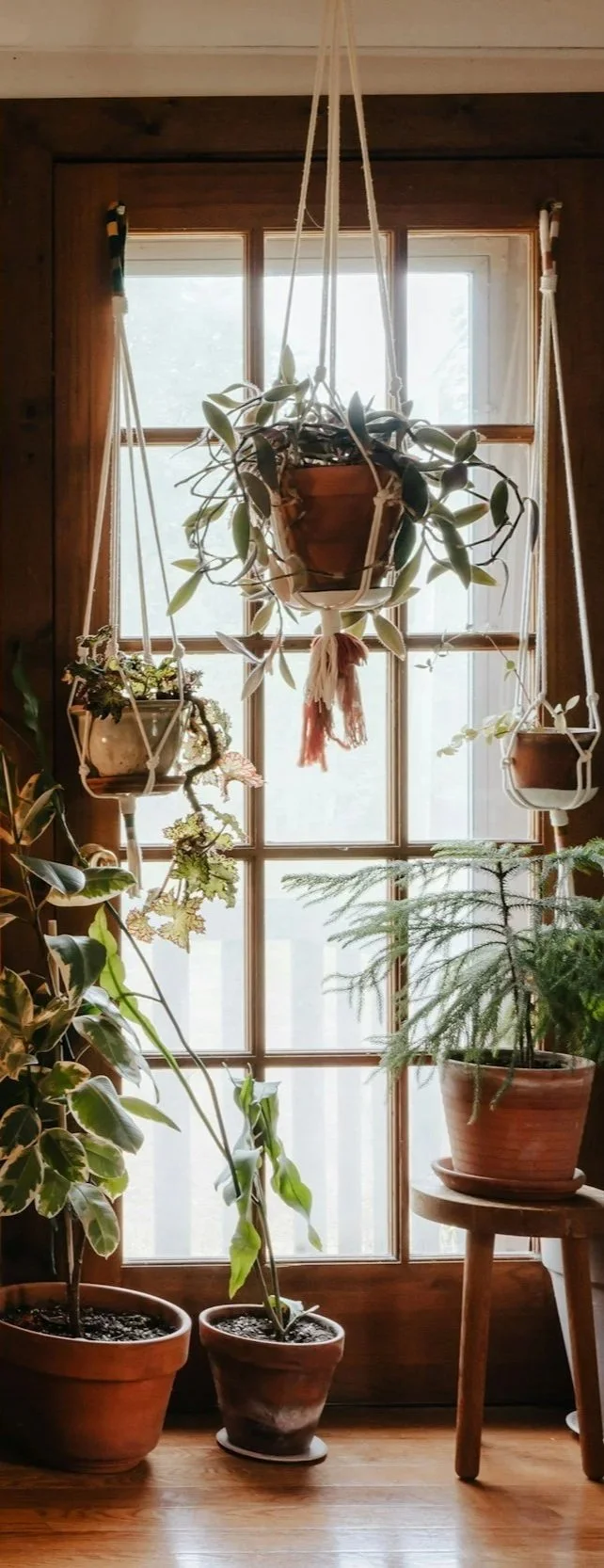 Indoor scene with potted plants and hanging planters in front of a window with wooden framing.