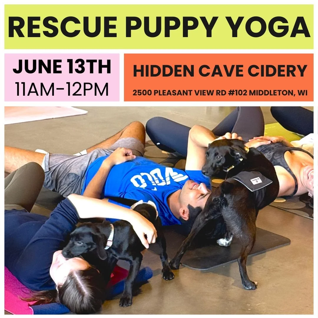 Rescue Puppy Yoga