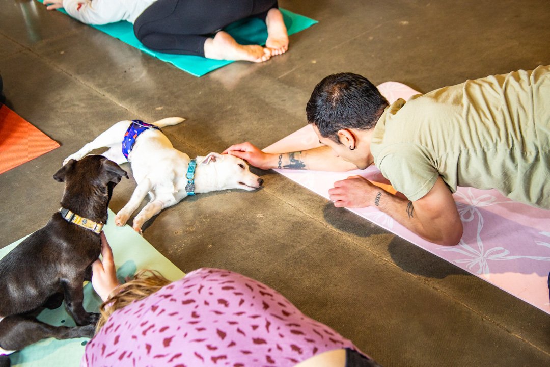 Puppy Yoga; Rescue Puppy Class