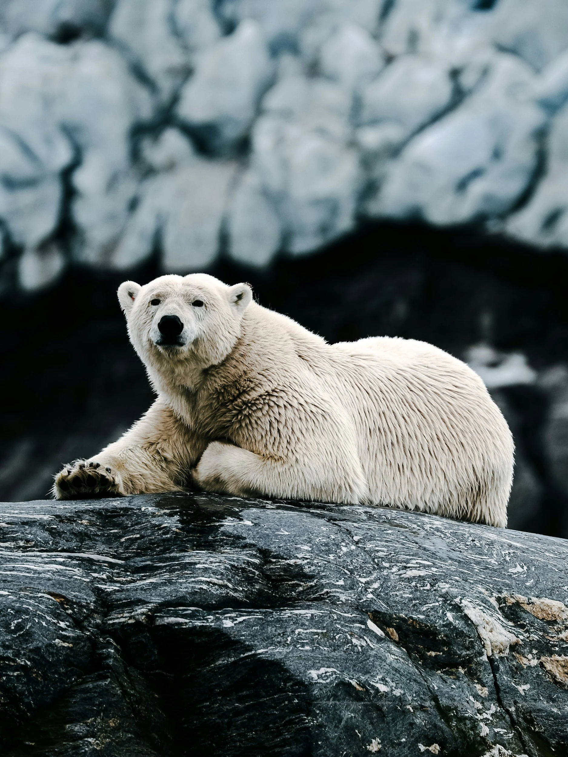 Un orso bianco sdraiato su una roccia con uno sfondo roccioso.