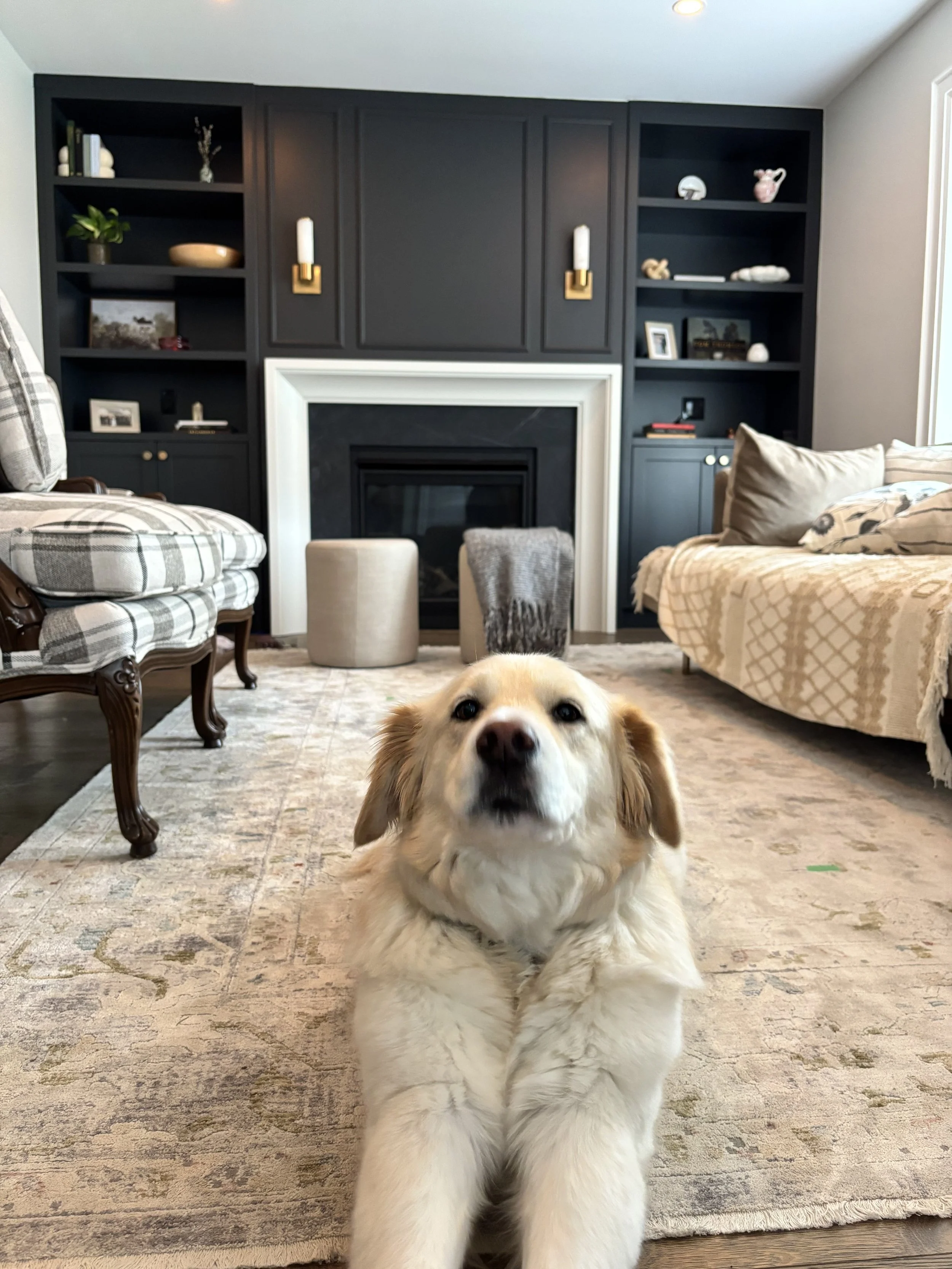 A fluffy, light-colored dog lying on a beige rug in a living room with black built-in shelves, a fireplace, and a beige sofa.