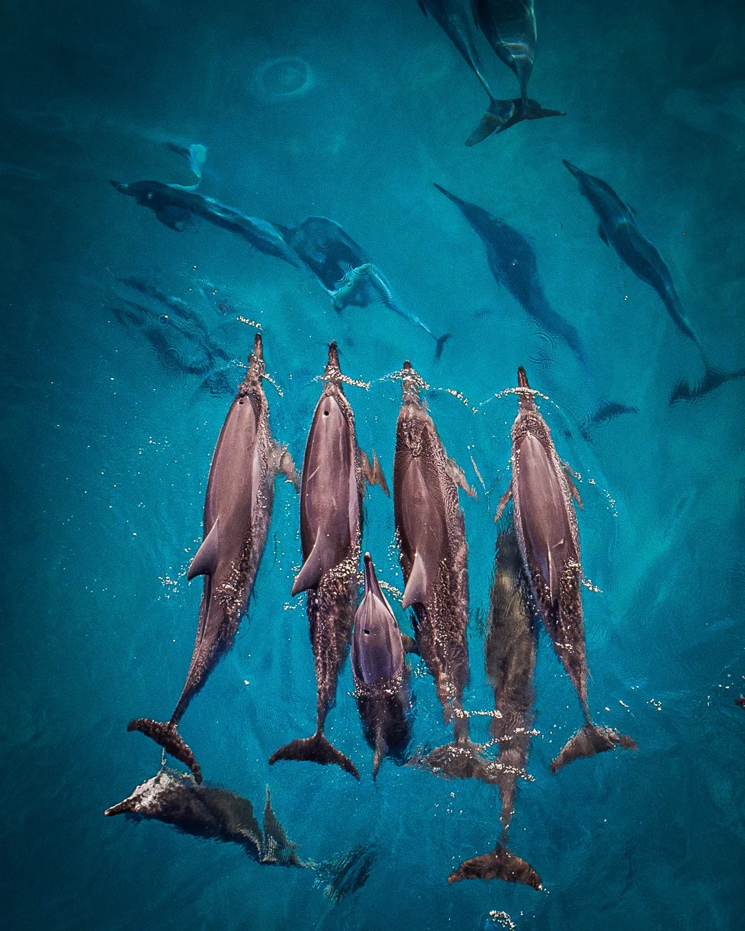 A pod of dolphins swimming underwater with sunlight filtering through the water.