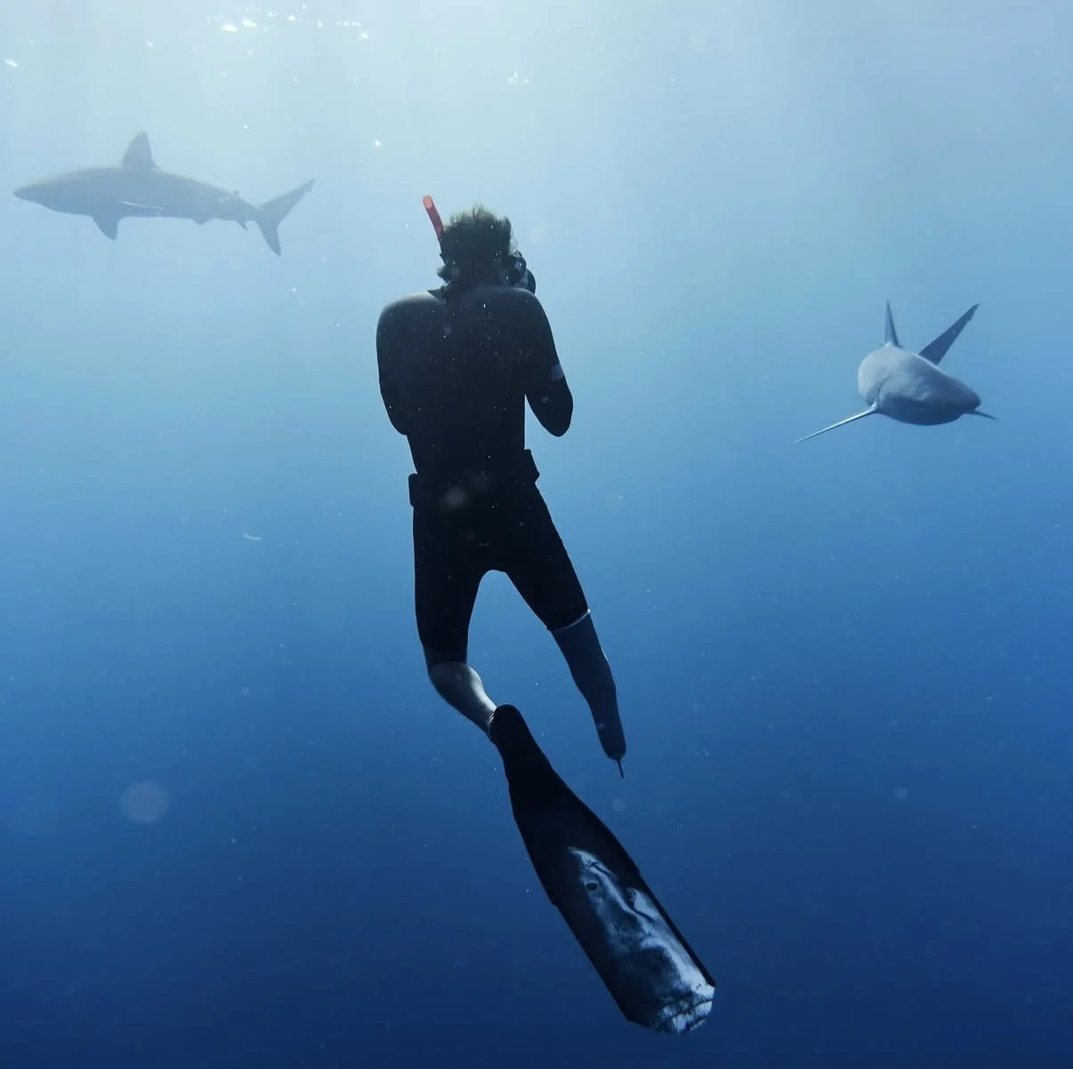A scuba diver underwater with two sharks nearby, one in front and one in the distance.
