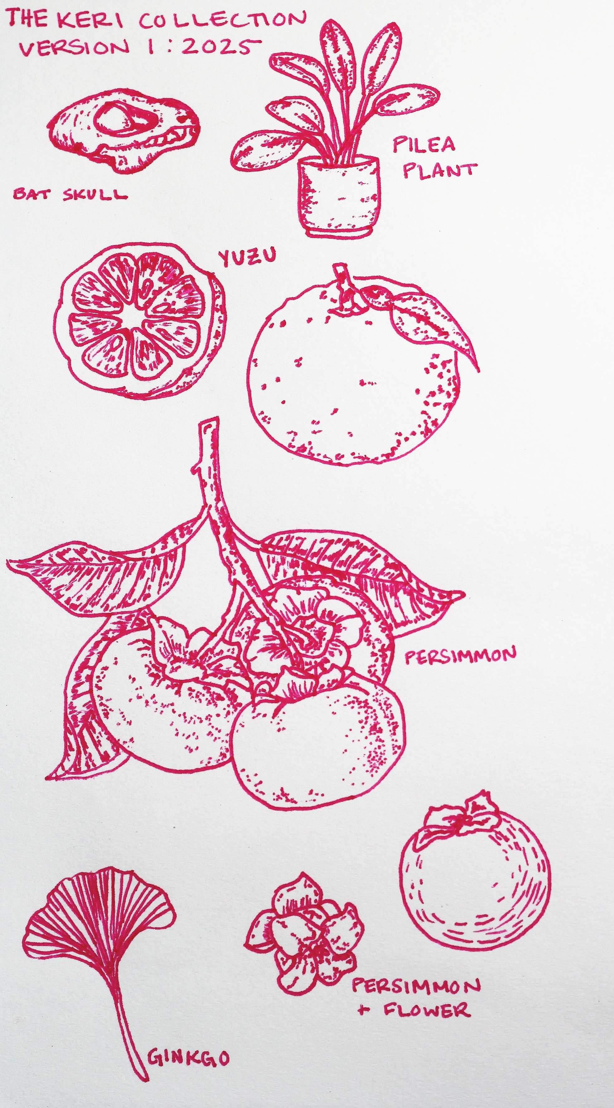 Hand-drawn botanical illustrations in pink ink featuring a pilea plant, a yuzu fruit, a persimmon with leaves, a ginkgo leaf, and a persimmon flower, with handwritten labels and version information.