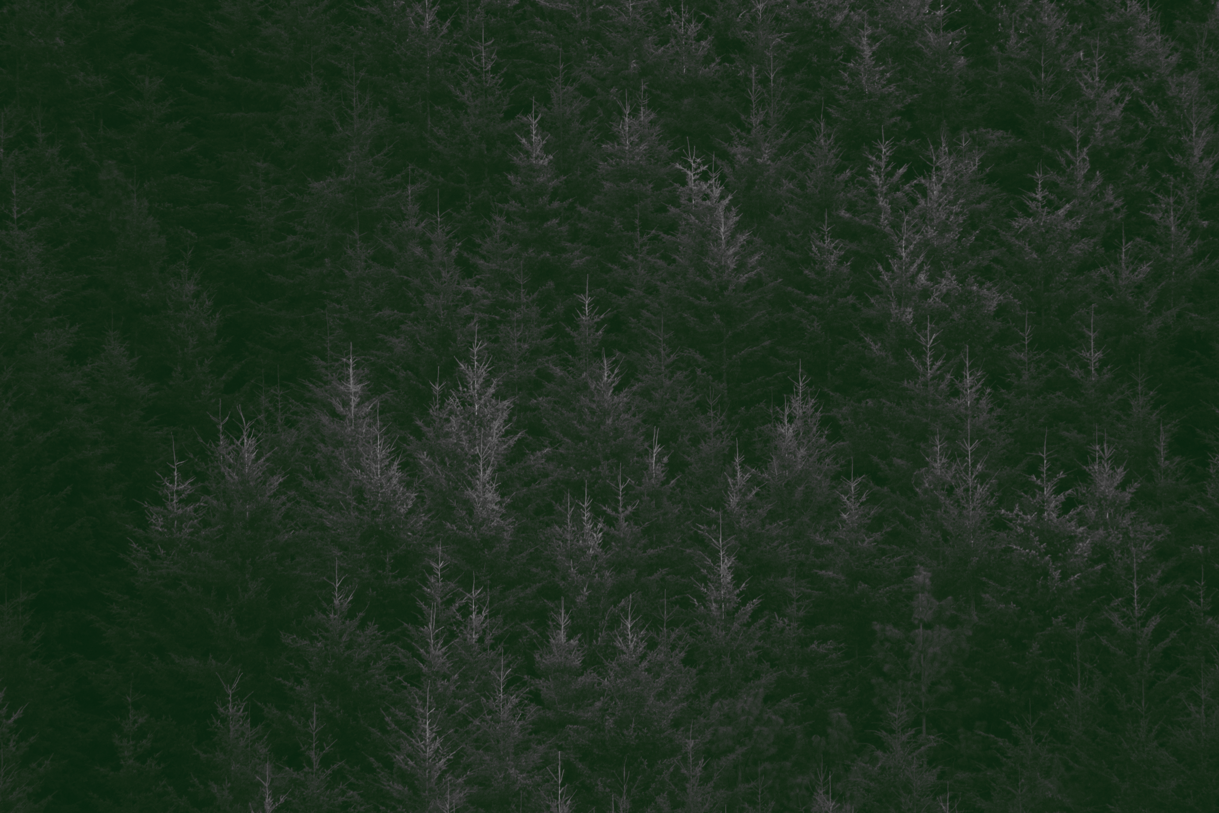 Overhead view of a dense forest of pine trees with dark green foliage and thin, light-colored branches.