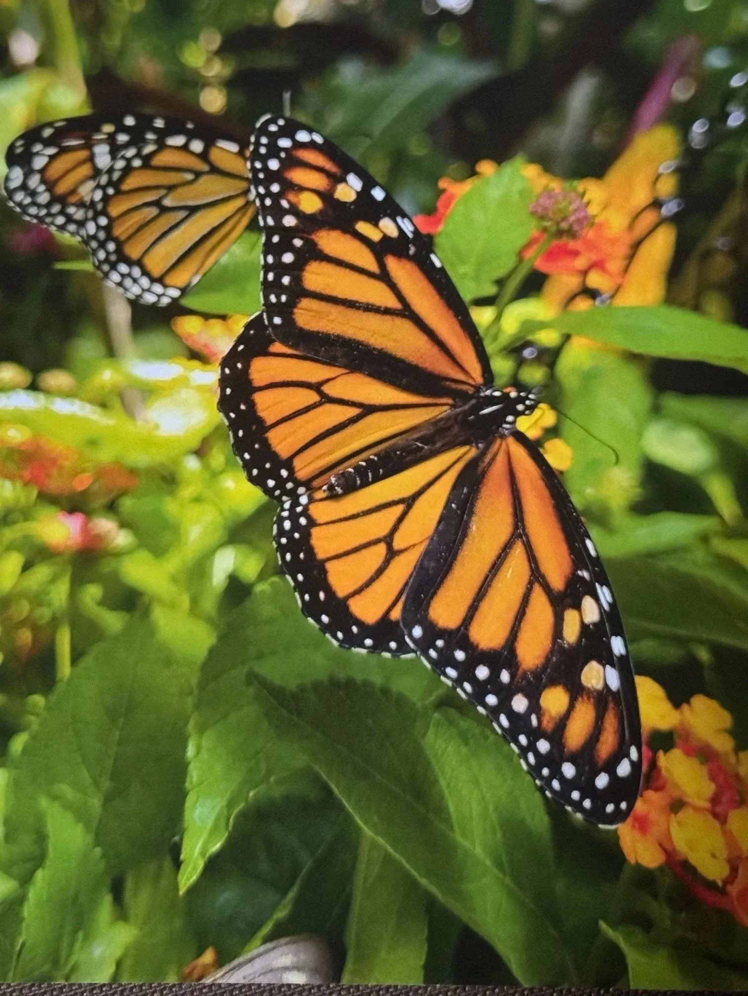 A butterfly logo symbolizing the transformation, dignity, and compassionate support offered at our hospice home.