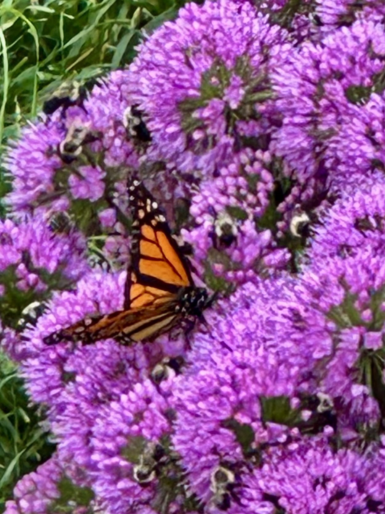 A monarch butterfly on purple flowers surrounded by bees and green foliage.