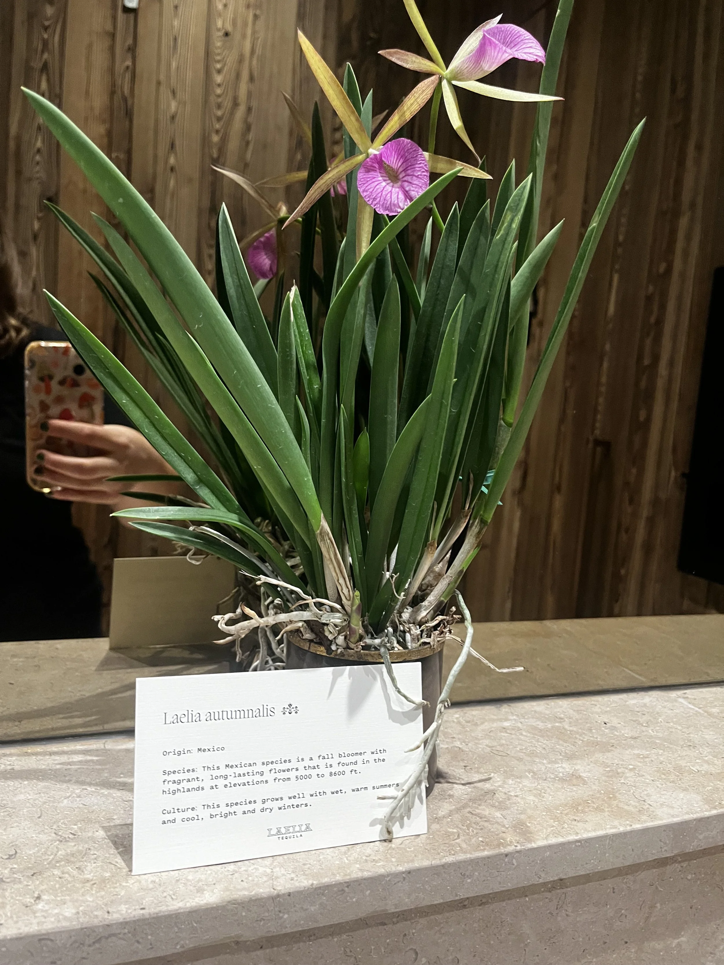 A potted Laelia autumnalis orchid plant with green leaves and pinkish-purple flowers, placed on a counter with a wooden wall background. A person's reflection is visible in the mirror behind it, holding a phone.