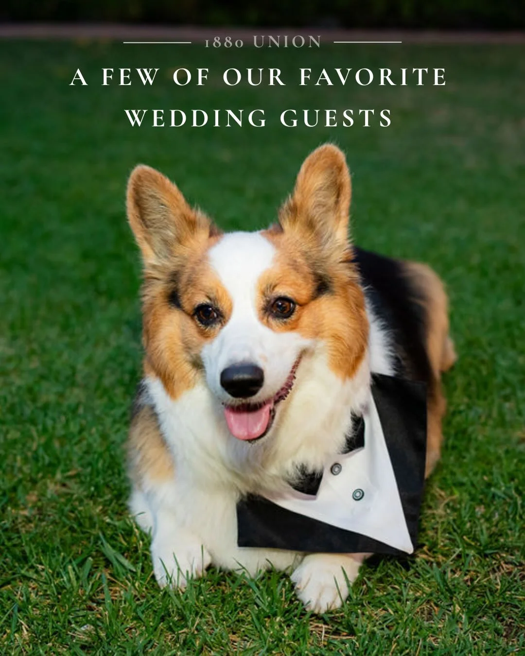 Some of our favorite wedding guests happen to have four legs 🐾

The Union is a pet-friendly venue. Comment &ldquo;PUPPYLOVE&rdquo; to receive more info on Union Weddings 🤍

#puppylove #dogfriendlywedding #weddingvenue 

Sage and Byron Wedding 
Phot