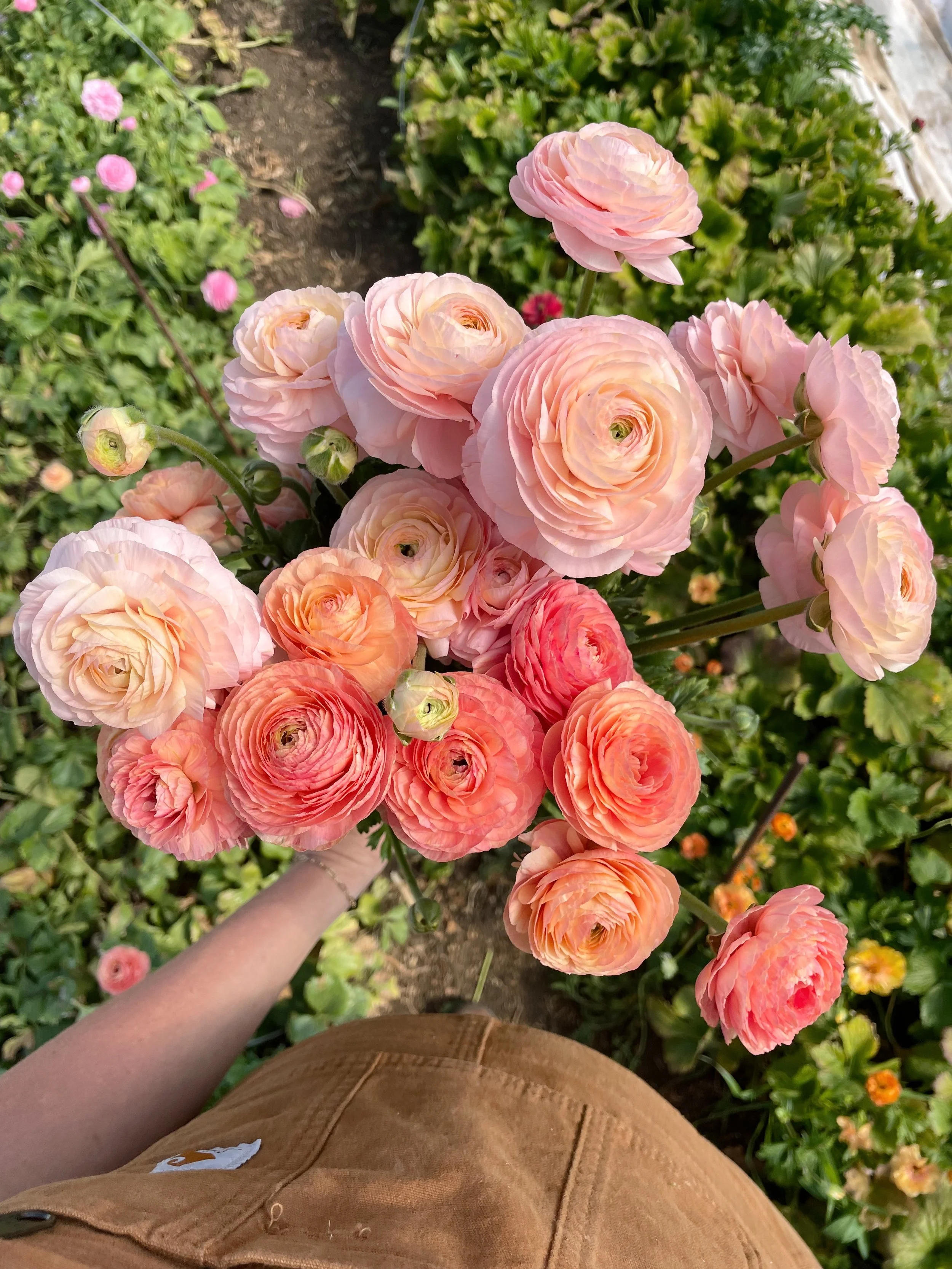 A Record Ranunculus Season