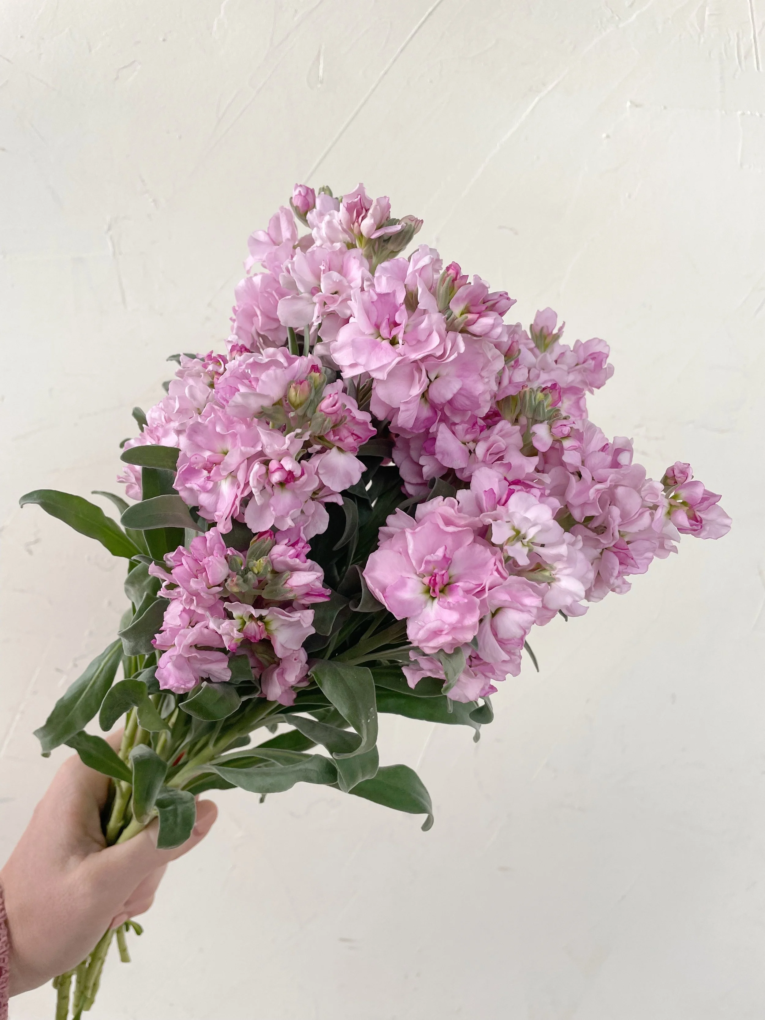 IMG_7182.jpeg