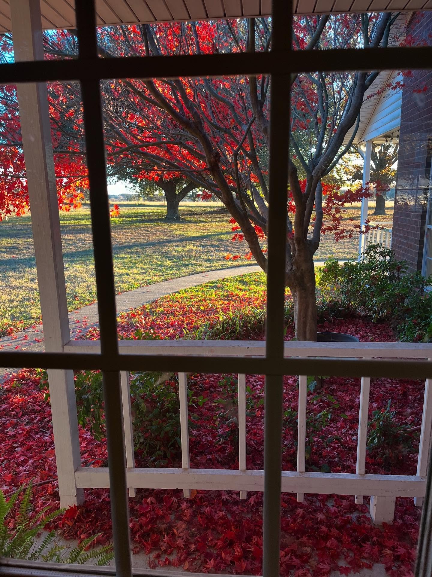 A moment for the maple🍁&hearts;️ This tree is so special to me!! Teaching my boys to love &amp; notice all the beautiful East Texas trees through the seasons is one of my missions in life and so far I think it&rsquo;s going well🥹