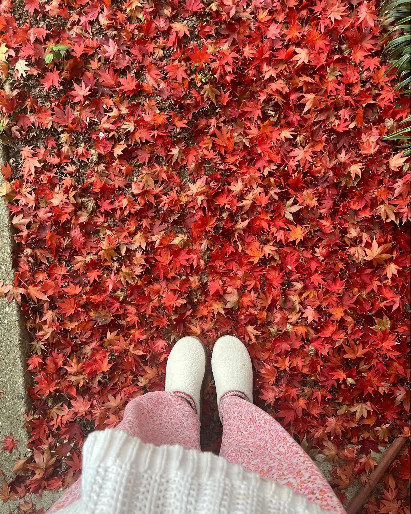 December digital scrapbook🎄🍁

1. Our japanese maple&rsquo;s parting gift for the season
2. Christmas Eve in Austin!
3. best cookies I&rsquo;ve ever made holy moly
4. Christmas time magic at home
5. baking cookies with my little helper
6. celebratin