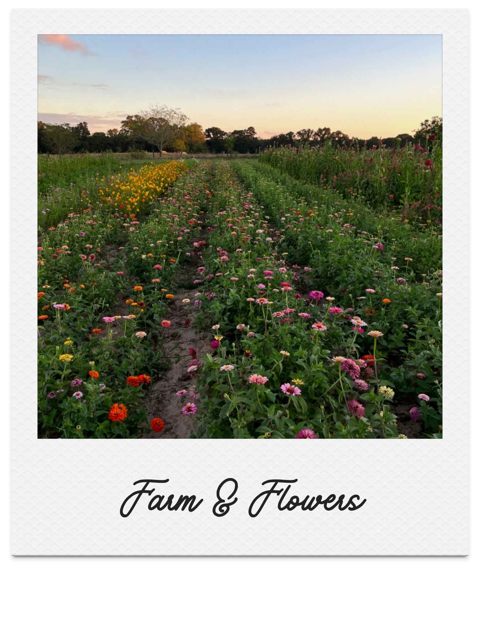 flower-farm.png