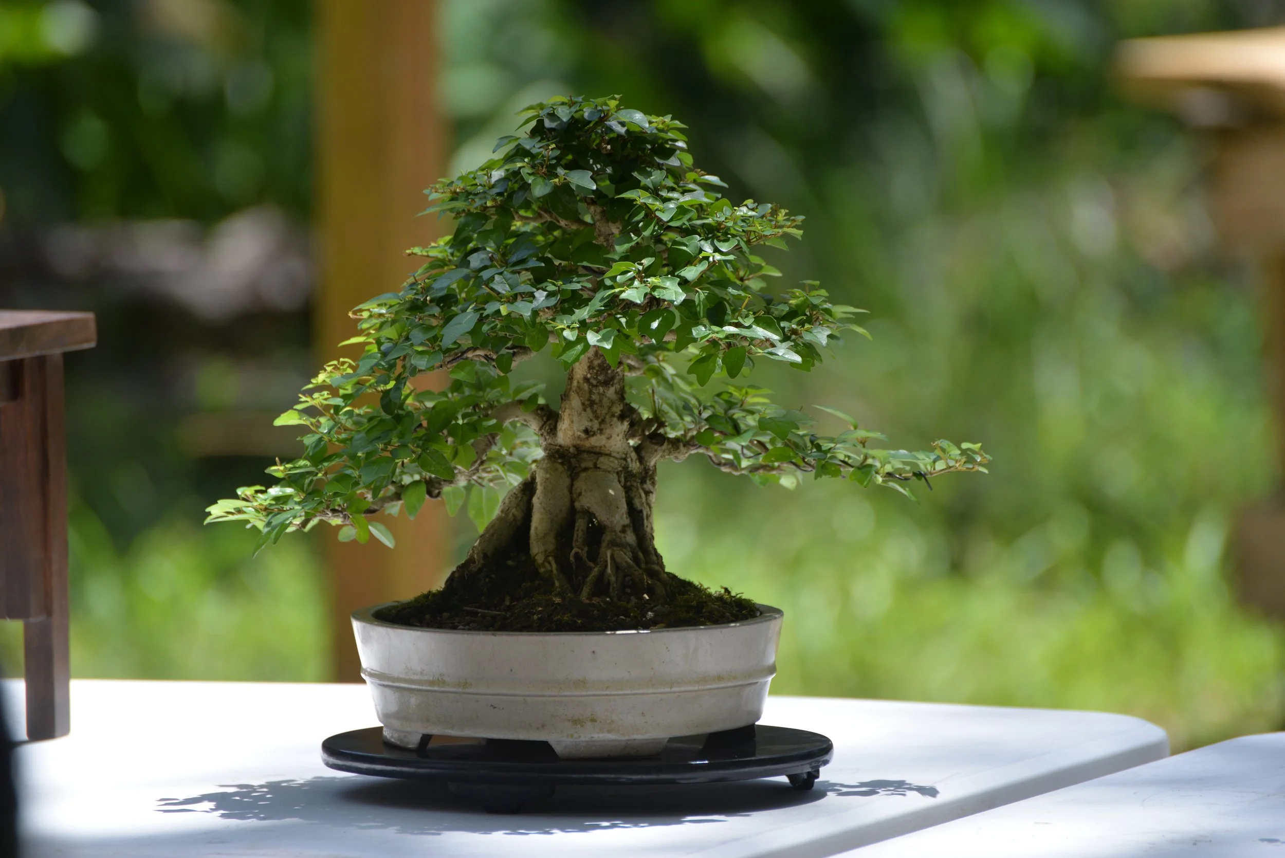 DSC_0787.JPG