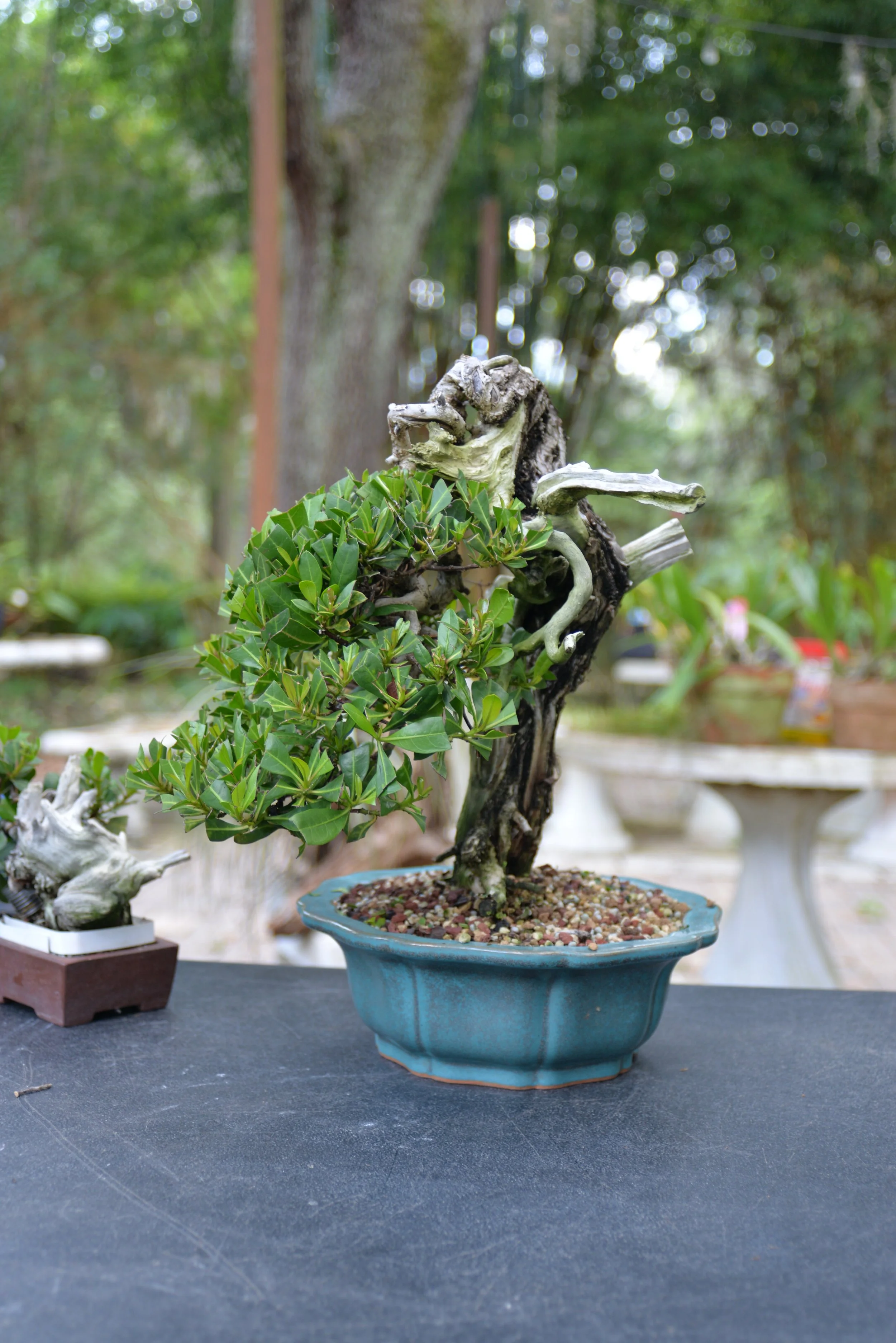 DSC_0698.JPG