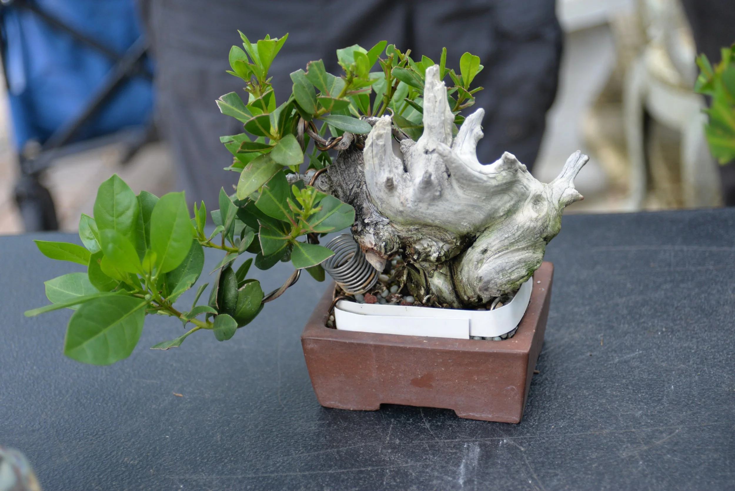 DSC_0721.JPG
